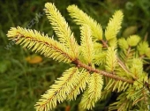 Picea abies 'Aureomagnifica' 